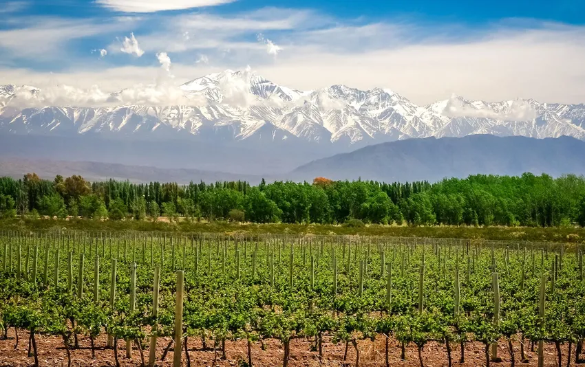 Imagem 2 de Mendoza