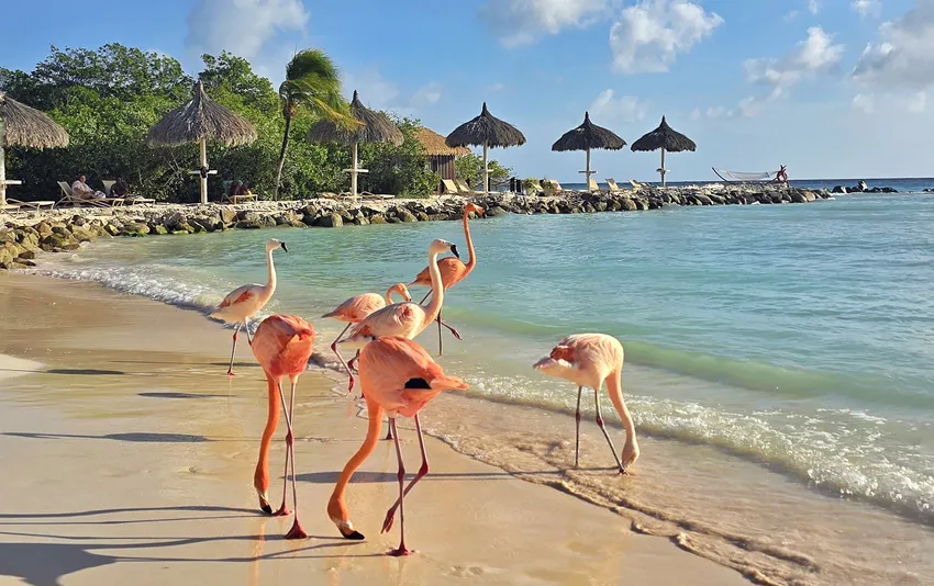 Imagem 2 de Aruba