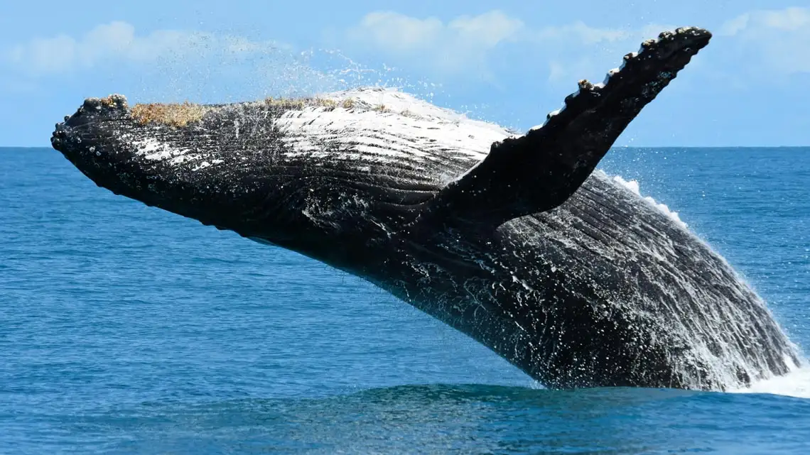 Ubatuba e a temporada das baleias: quando visitar e como vivenciar essa experiência